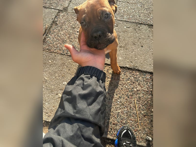 Welpen Mädchen Bordeaux Dogge