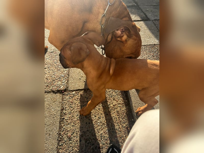 Welpen Mädchen Bordeaux Dogge