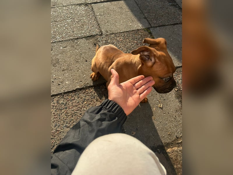 Welpen Mädchen Bordeaux Dogge