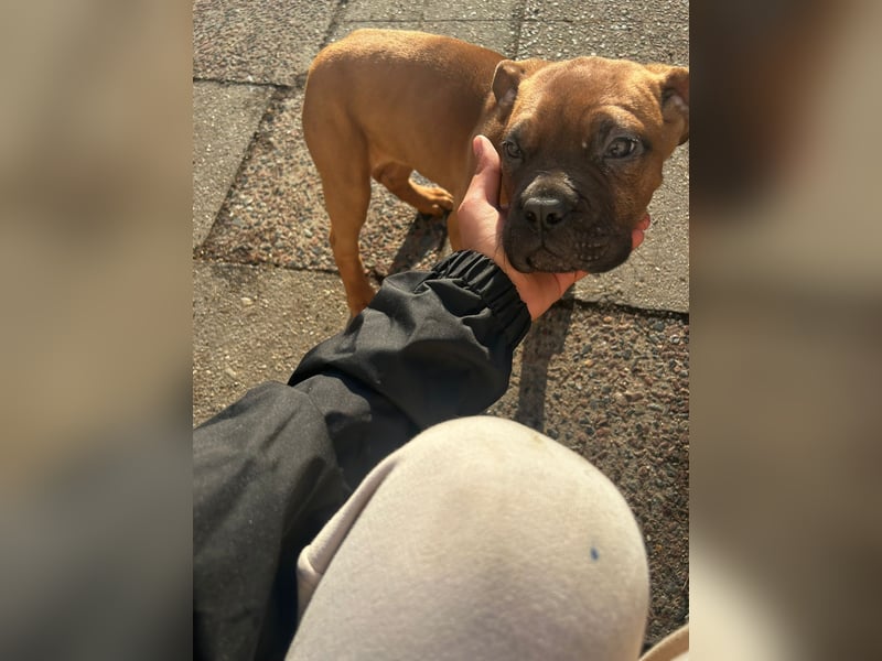 Welpen Mädchen Bordeaux Dogge