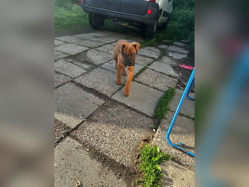 Welpen Mädchen Bordeaux Dogge