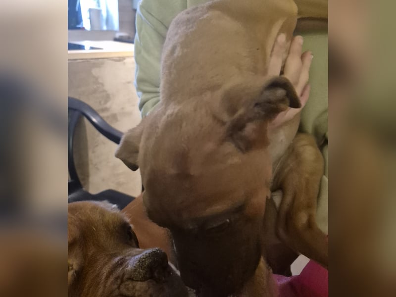 Welpen Mädchen Bordeaux Dogge