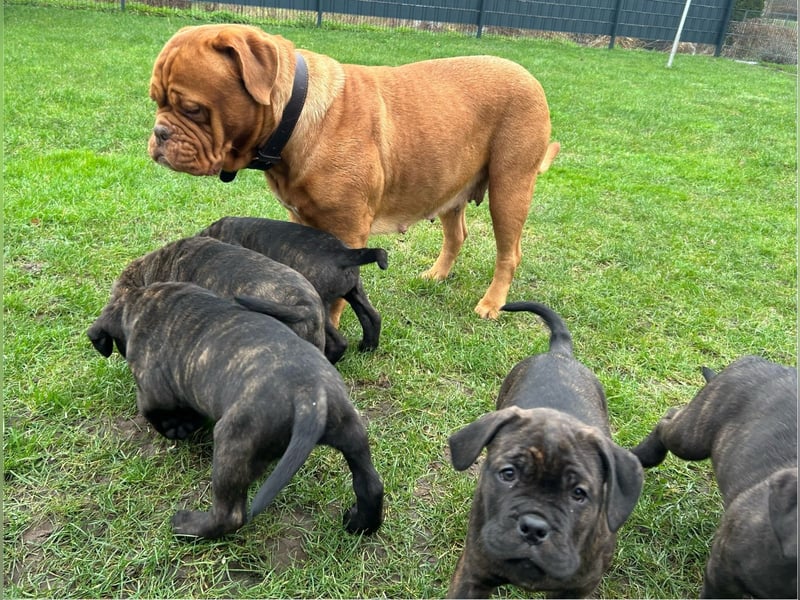 Cane corso factory & Bodeox Dogge Welpen