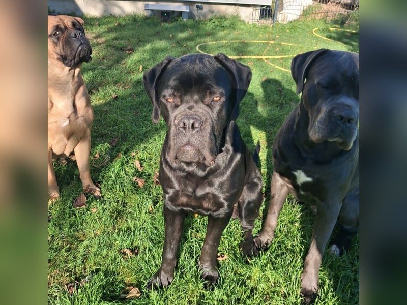 Günther sucht ein Zuhause / PLATZ vor Preis !!!