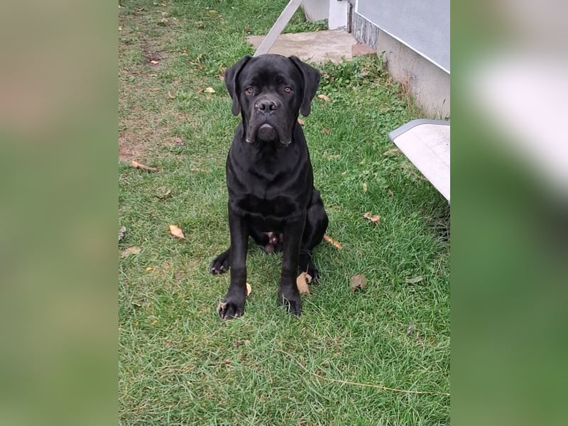 Günther sucht ein Zuhause / PLATZ vor Preis !!!