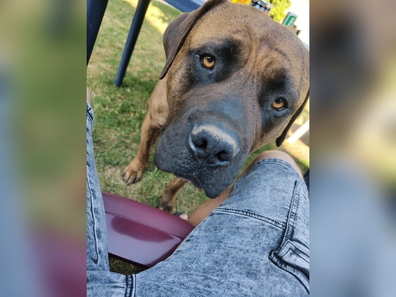 Bordeauxdogge / Presa Canario