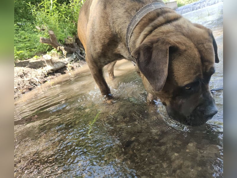 Bordeauxdogge / Presa Canario