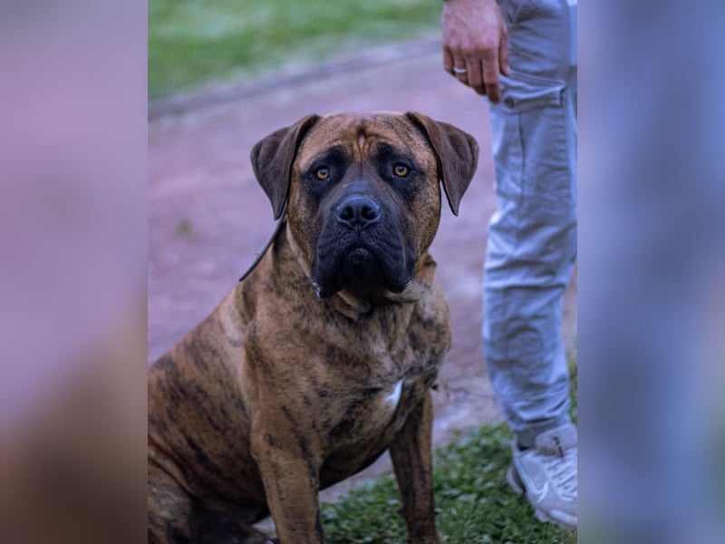 Bordeauxdogge / Presa Canario