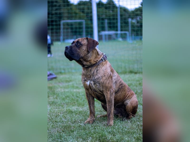 Bordeauxdogge / Presa Canario