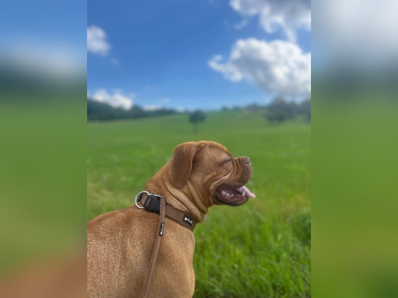 Bordeauxdoggen Hündin