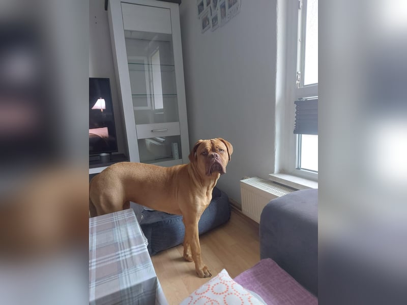 Bordeauxdoggen Hündin