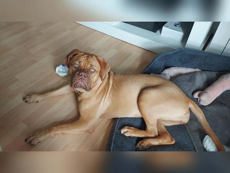 Bordeauxdoggen Hündin