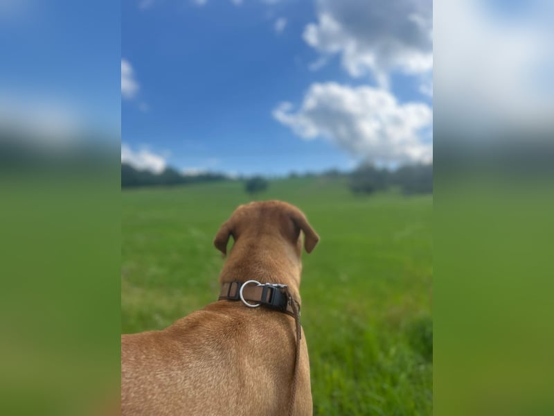 Bordeauxdoggen Hündin