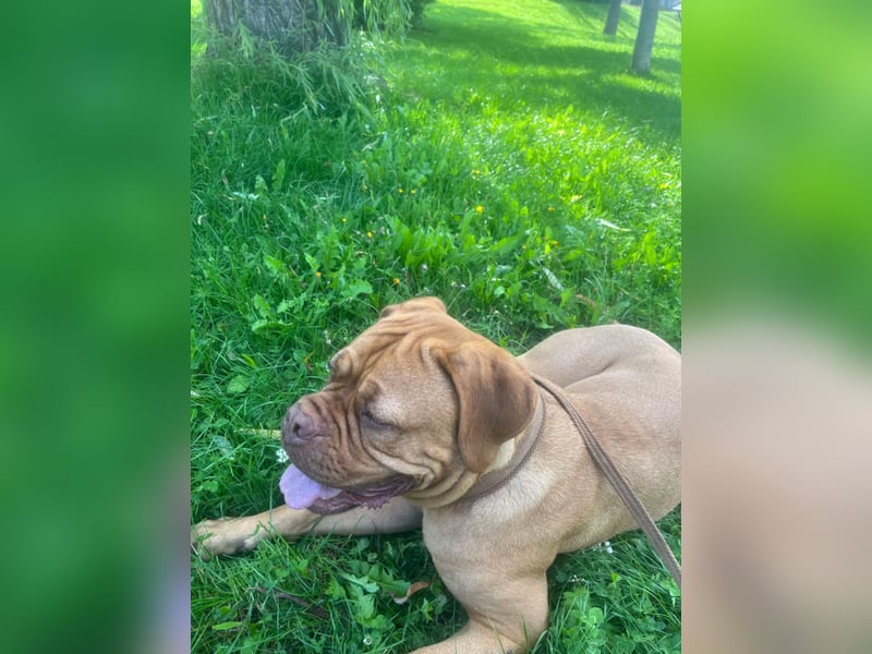 Bordeauxdoggen Hündin