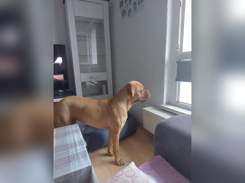 Bordeauxdoggen Hündin