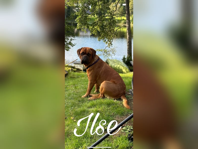 Wurfankündigung Bordeauxdogge