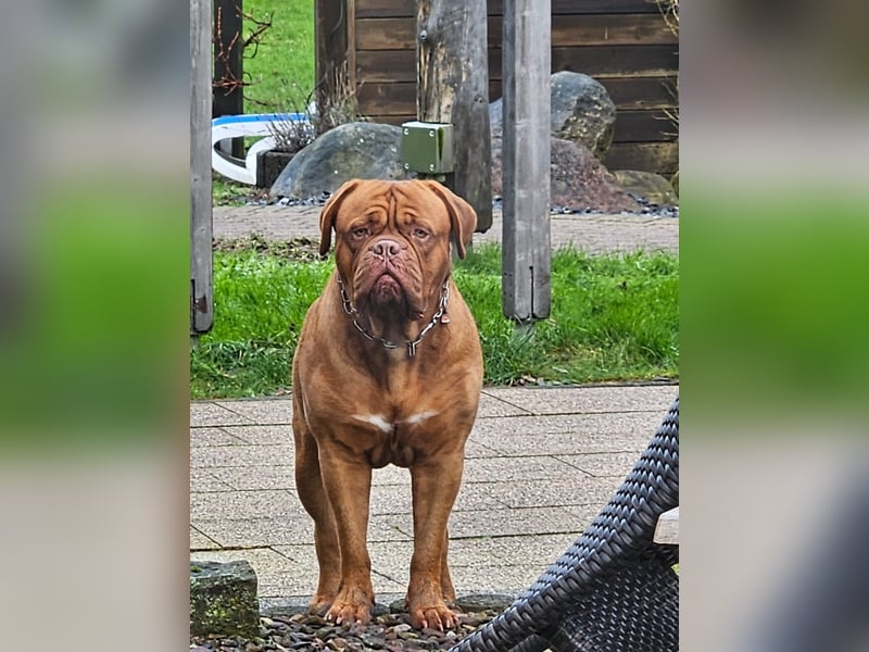Wurfankündigung Bordeauxdogge