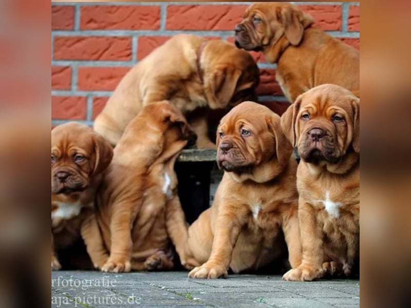 Wurfankündigung Bordeauxdogge