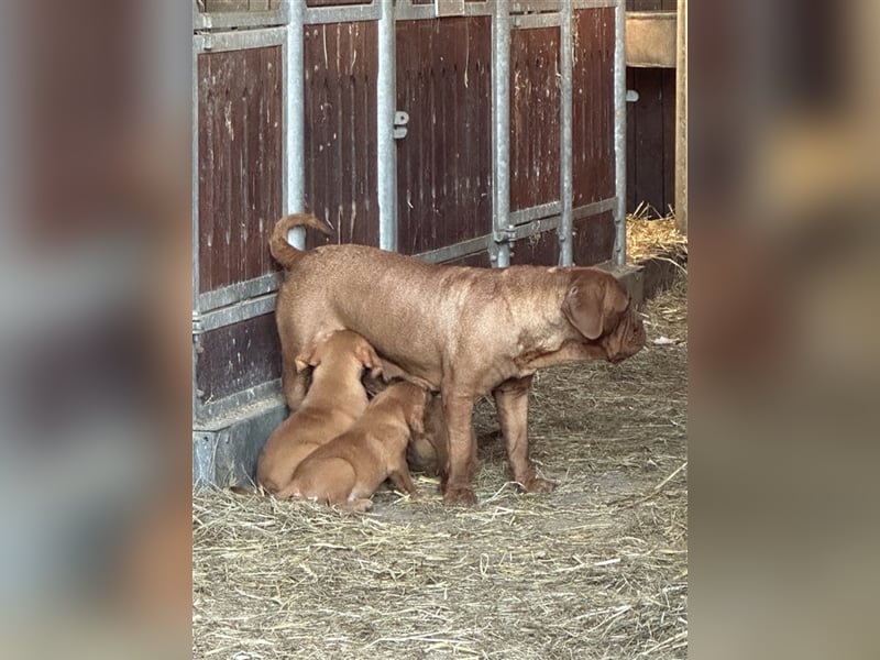 Bordeauxdoggen Welpen