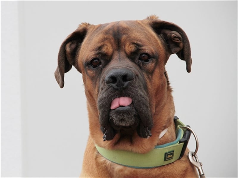 Schnitzel, Cane Corso/ Bordeauxdoggen Mix, geb. 2018, su. molossererfahrene Menschen mit Geduld