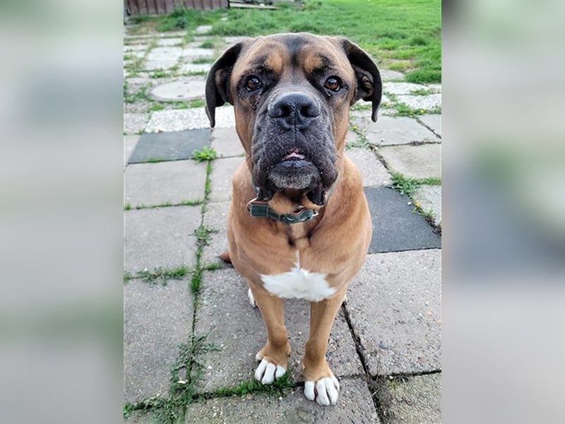 Schnitzel, Cane Corso/ Bordeauxdoggen Mix, geb. 2018, su. molossererfahrene Menschen mit Geduld