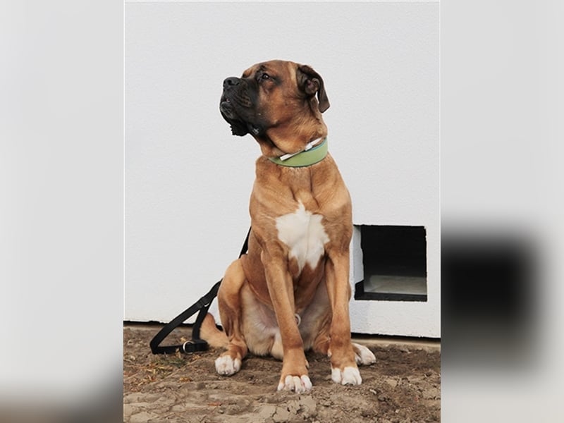 Schnitzel, Cane Corso/ Bordeauxdoggen Mix, geb. 2018, su. molossererfahrene Menschen mit Geduld