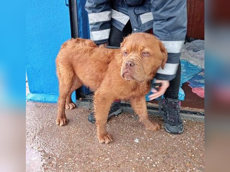 Melo, soll nicht im Tierheim bleiben