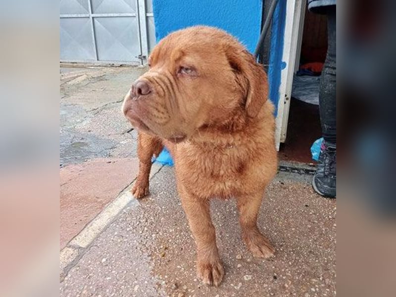 Melo, soll nicht im Tierheim bleiben