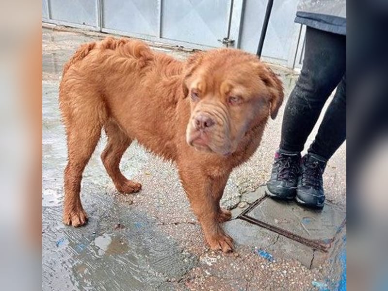 Melo, soll nicht im Tierheim bleiben