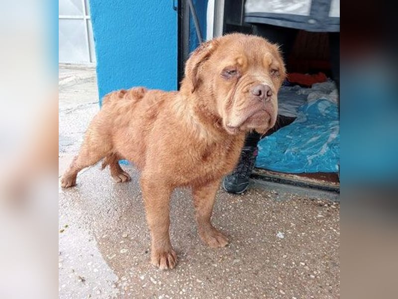 Melo, soll nicht im Tierheim bleiben