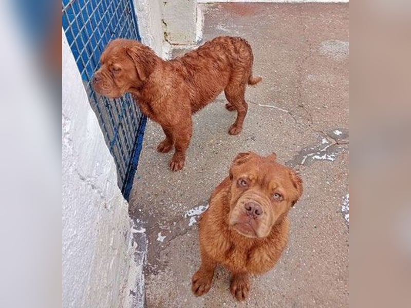 Melo, soll nicht im Tierheim bleiben