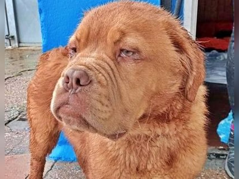 Melo, soll nicht im Tierheim bleiben