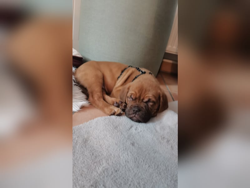 Reinrassiger Bordeaux Dogge Welpe