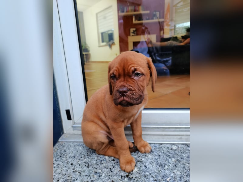 Reinrassiger Bordeaux Dogge Welpe