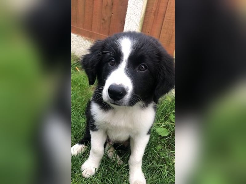 Border collie  Hündin – geimpft, entwurmt, gechipt, mit EU-Heimtierausweis