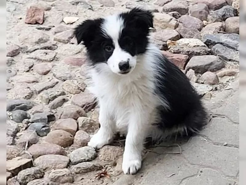 Border collie  Hündin – geimpft, entwurmt, gechipt, mit EU-Heimtierausweis