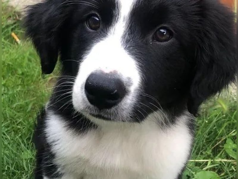 Border collie  Hündin – geimpft, entwurmt, gechipt, mit EU-Heimtierausweis