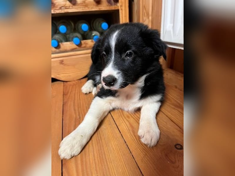 Border collie   Hündin – geimpft, entwurmt, gechipt, mit EU-Heimtierausweis
