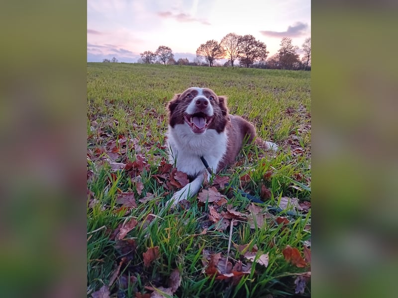 3 Jährige Border Collie Hündin