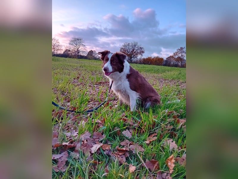 3 Jährige Border Collie Hündin