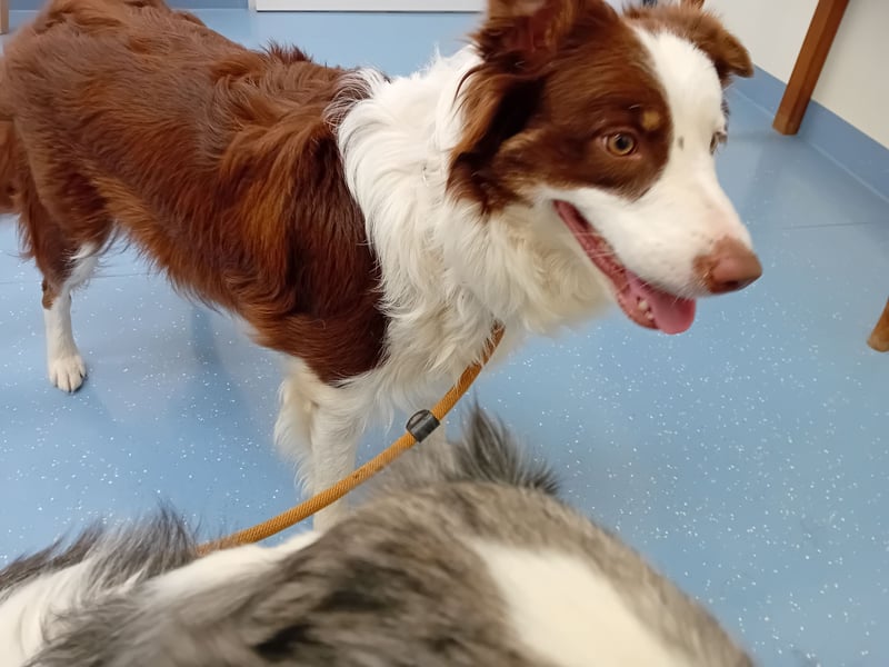 Reinrassige Border Collie Hündin mit Papieren