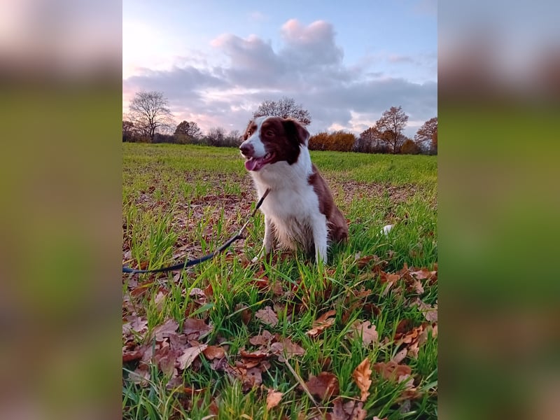 3 Jährige Border Collie Hündin