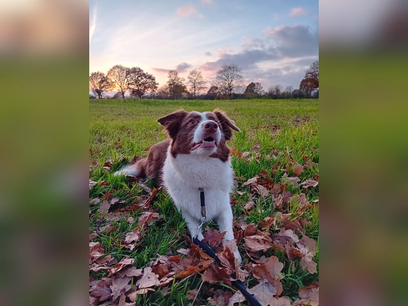 3 Jährige Border Collie Hündin