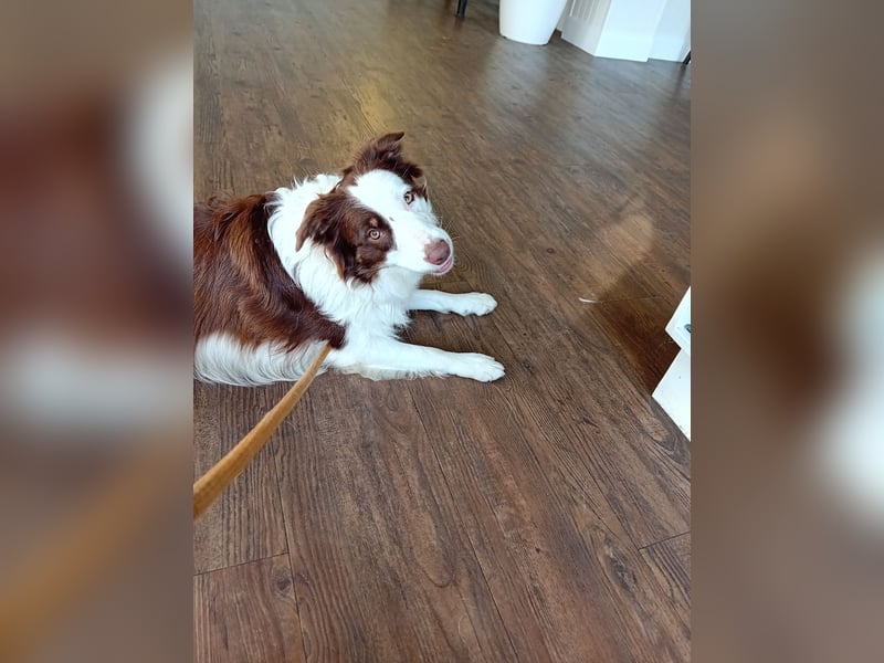 Reinrassige Border Collie Hündin mit Papieren