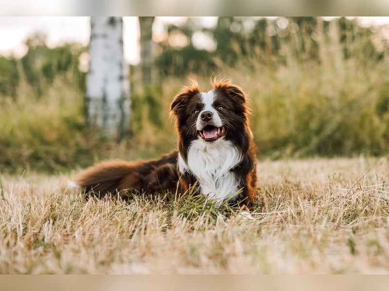 Wurf Ankündigung,  reinrassige Border Collie Welpen mit Papieren!!
