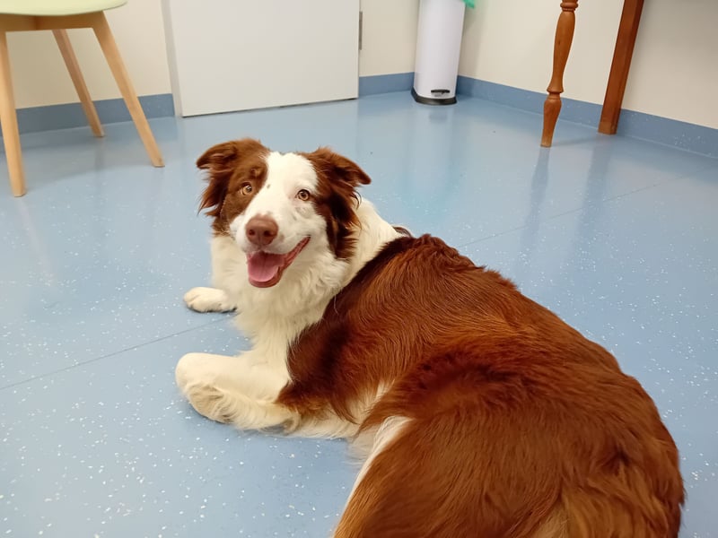 Reinrassige Border Collie Hündin mit Papieren
