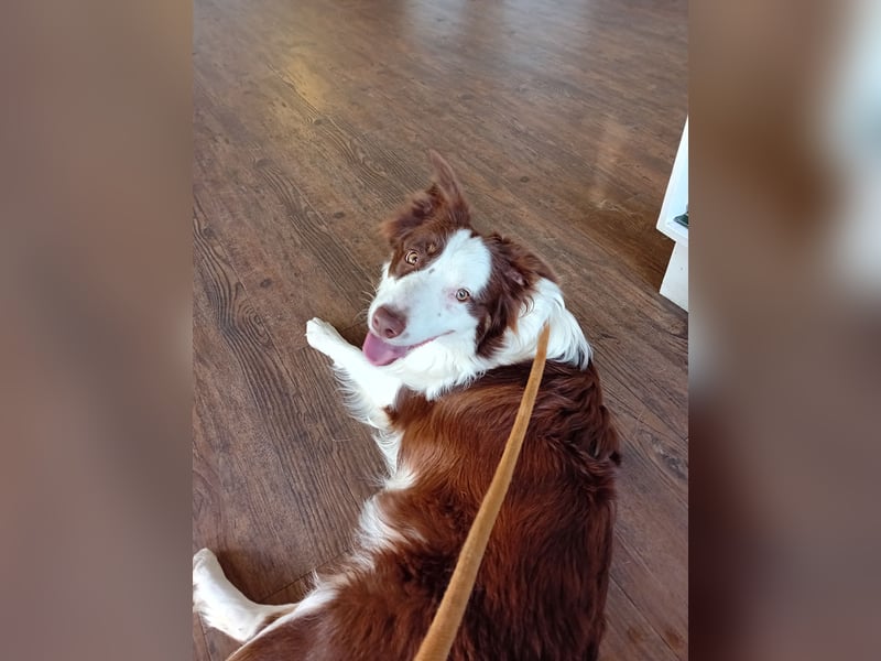 Reinrassige Border Collie Hündin mit Papieren