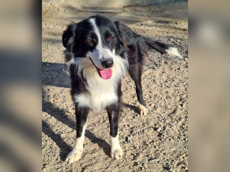 LOKI-begeistert alle mit ihrem tollen Wesen-jung,klug, fröhlich. Jetzt fehlt nur noch ein Zuhause