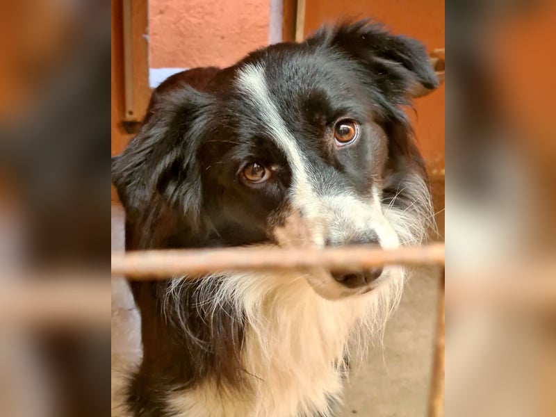 LOKI-begeistert alle mit ihrem tollen Wesen-jung,klug, fröhlich. Jetzt fehlt nur noch ein Zuhause