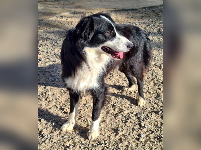 LOKI-begeistert alle mit ihrem tollen Wesen-jung,klug, fröhlich. Jetzt fehlt nur noch ein Zuhause